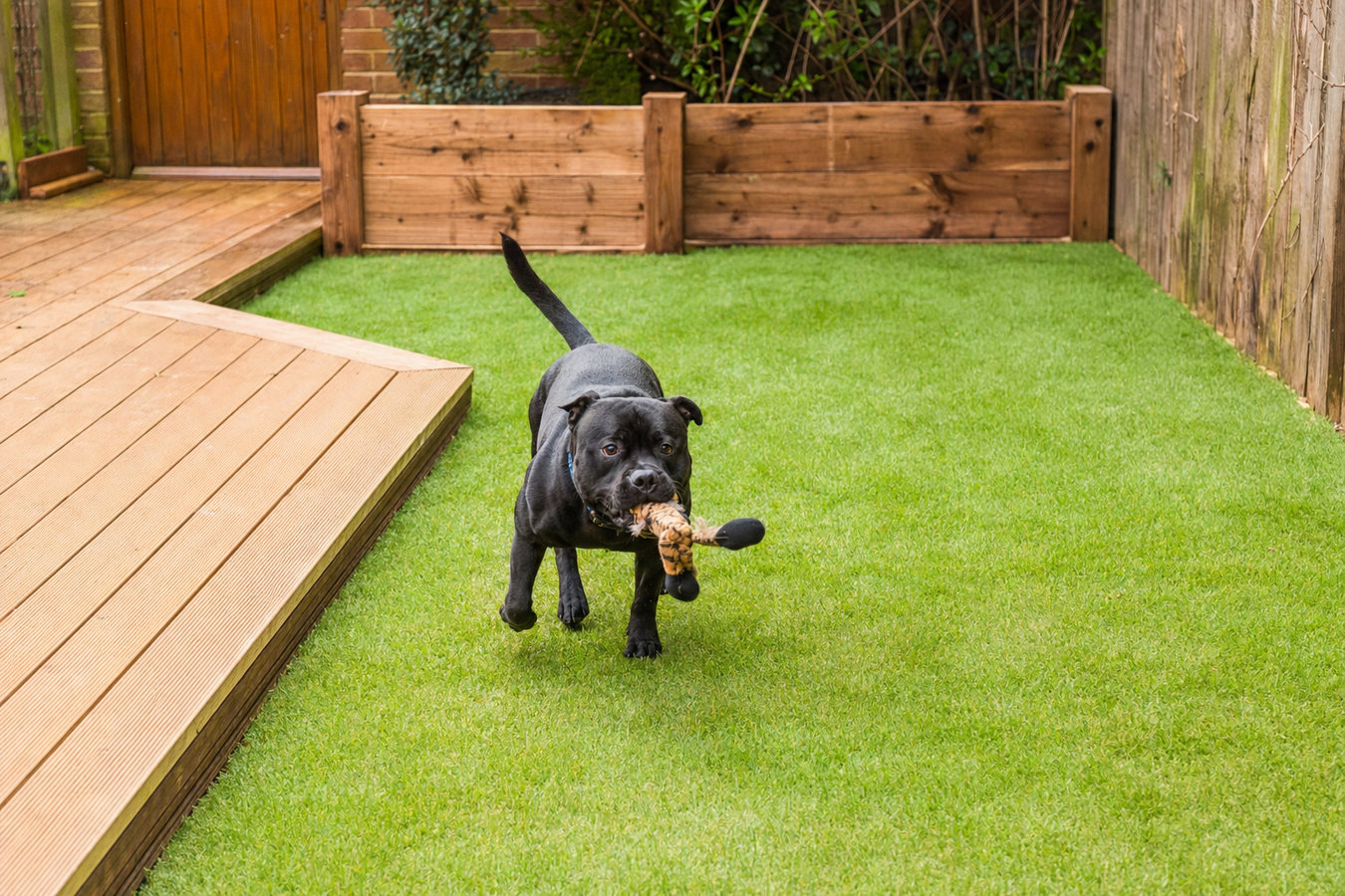 Pet-friendly turf in New Smyrna Beach, FL